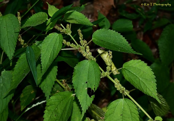 {Boehmeria cylindrica}